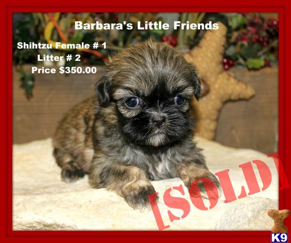 Shihtzu